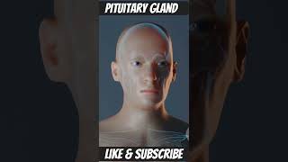 Anatomy and Physiology of pituitary gland part 2 biologybasics didyouknow humanhealthanddiseas [upl. by Alihet]