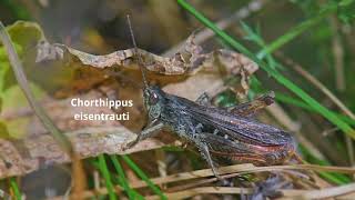 Chorthippus eisentrauti  Südlicher Grashüpfer [upl. by Anileda]