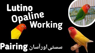 How to produce Lutino Opaline lovebird  Complete information love4birds [upl. by Mcgrody67]