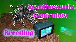 Acanthoscurria Geniculata Breeding I Brazilian White Knee Breeding vlog 18 [upl. by Buchheim]