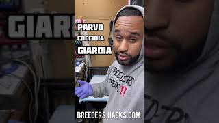 How to tell if your dog has Giardia or Parvo [upl. by Yarod405]