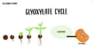 Glyoxylate cycle [upl. by Llertac]