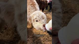 Bottle feeding my baby mini cows cow minicow babyanimals [upl. by Atival]