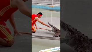 CROC 🐊 EATS HIS HAND 🤚 😱 animal animals comedy funny lol [upl. by Ibor369]