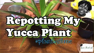 Repotting My Yucca Plant  Plant With Me  Repotting Houseplants [upl. by Ai]