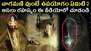 Nagamani  Real or Fake  Use of Nagamani  Secrets about Snake Stone in Telugu  Tollywood Nagar [upl. by Alyehs213]