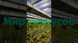 Сказочное путешествие в царство кактусов цветы plants garden [upl. by Farro]