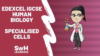 Specialised Cells  Edexcel IGCSE Human Biology [upl. by Randolf]