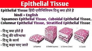 Epithelium tissue Anatomy and physiology  Type of epithelium tissue  Structure  Functions [upl. by Lleda]