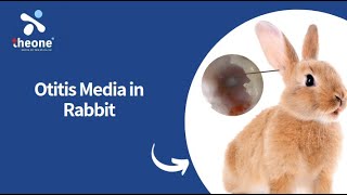 Otitis Media in Rabbit Using Multipurpose rigid electronic endoscope [upl. by Meean]