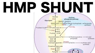 HMP Shunt Pentose Pathway [upl. by Adnawyek26]