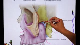 pterygopalatine fossa anatomy for dental students [upl. by Laeira79]