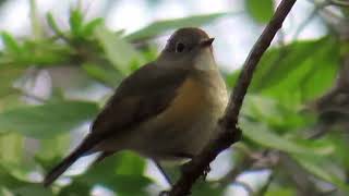 ルリビタキ7浅間山公園Redflanked Bluetail4K [upl. by Aihtenyc]