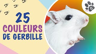 Les Couleurs De La Gerbille  25 Variétés Expliquées [upl. by Wandie]