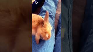 Help one peed on me and is now trying to bite me 😭🐰 [upl. by Corene]