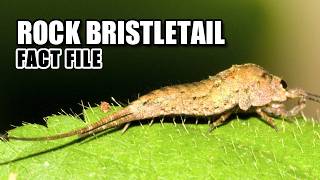 Rock Bristletail Facts NOT a Silverfish 🙅 Animal Fact Files [upl. by Rinna125]