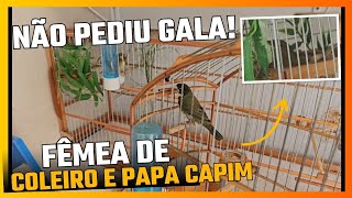 FEMEA NAO PEDE GALA E BOTA OVO DE COLEIRO E PAPA CAPIM [upl. by Refannej]