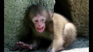 Baby monkey throwing a tantrum losing sight of mom [upl. by Frisse]