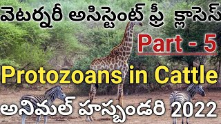 Animal Husbandry 2022  Scoring Topics  Theileriosis  Babiosis  Diseases in Cattle  Telugu  ENG [upl. by Alam]