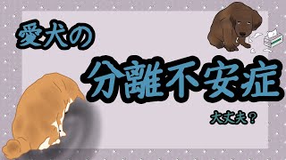 何個か当てはまったら注意してね犬の分離不安症犬の雑学 犬 [upl. by Hogue184]