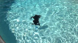 Bella the diving Boykin Spaniel [upl. by Sorcha]