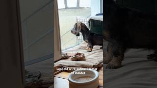 Leopold – Dackel goes Wachhund ￼dachshund rauhaardackel [upl. by Anneg978]