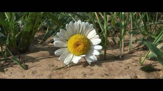 Réti margitvirág Chrysanthemum leucanthemum [upl. by Grefe260]