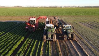 Möhren roden Dewulf ZK2  6X Fendt 828 724 516 513  VRK [upl. by Aerdna]