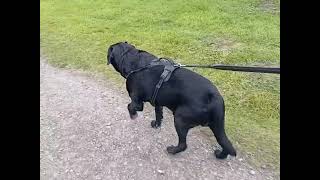 Barney Adventures 78 At Herrington Country Park Penshaw Monument 🇬🇧 [upl. by Fari]