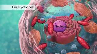 Biology Cell Structure I Nucleus Medical Media [upl. by Fahland]