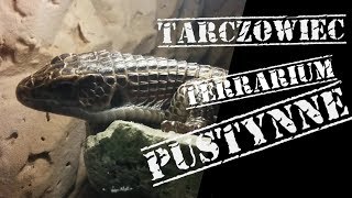 Jak zrobić terrarium pustynne  Tarczowiec sudański Broadleysaurus major [upl. by Azeret751]