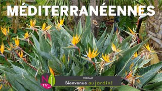 QUELLES PLANTES MÉDITERRANÉENNES CHOISIR  UNE SÉLECTION DES ESPÈCES LES PLUS FACILES À ACCLIMATER [upl. by Lorie]