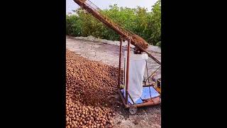 Walnuts bagging process Good tools and machinery make work easy [upl. by Cindi]