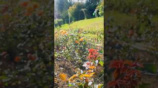 Ooty Rose Garden sruthymakesh ootytravelguide travelshorts shortsyoutube shortsmalayalam [upl. by Norel]