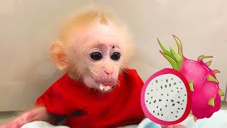 Bibi Monkey Experience Eating Dragon Fruit [upl. by Yelda]