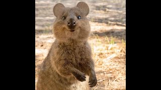 Cute little Quokka shorts [upl. by Filbert]