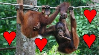 Juvenile Orangutan Practicing Sex [upl. by Adnir200]