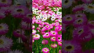 Rhodanthe flower youtubeshorts trending flower love song music gardening [upl. by Anemij]