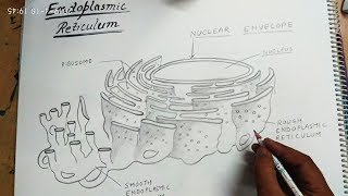 How to draw endoplasmic reticulum [upl. by Faucher]