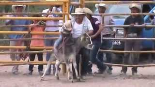 jaripeo de fiesta patronal san lorenzo mpio villa hgo niño de 2 alos monta videos rcmtv [upl. by Ahsaei208]