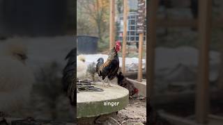 Tiny Rooster Song 🐓 [upl. by Ynej]