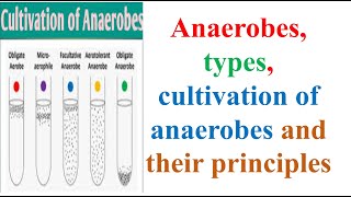 Microbiology Anaerobes types cultivation of anaerobes and their principles B Pharma 3rd Sem [upl. by Fechter335]