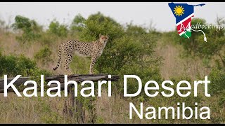 Why visit the Kalahari Desert in Namibia [upl. by Hameean548]