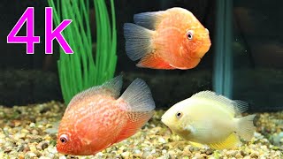 Red spotted severum cichlid Gold severum cichlid new additions [upl. by Dlanar]