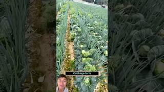 Smart intercropping of cabbage and onions farming vegetables sonlv [upl. by Irrehs]