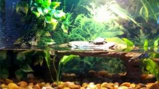 Turtle tank set up for Yellow belly slider hatchli [upl. by Edylc650]