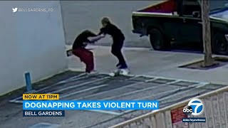 Woman caught on video stealing dog attacking owner in California [upl. by Ko]