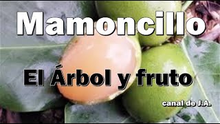 El Árbol y fruto del Mamoncillo es nativo de Colombia Venezuela y la isla de Margarita [upl. by Yasmine976]