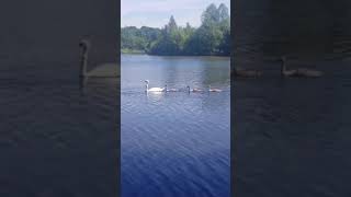 Himley park dudley england nature youtubeshorts song fypシ゚viral [upl. by Harihat245]