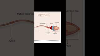 Cuales son las partes del espermatozoide 😁 shorts [upl. by Ahsiken]